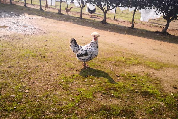 2026年2月全国主要动物疫病报告情况