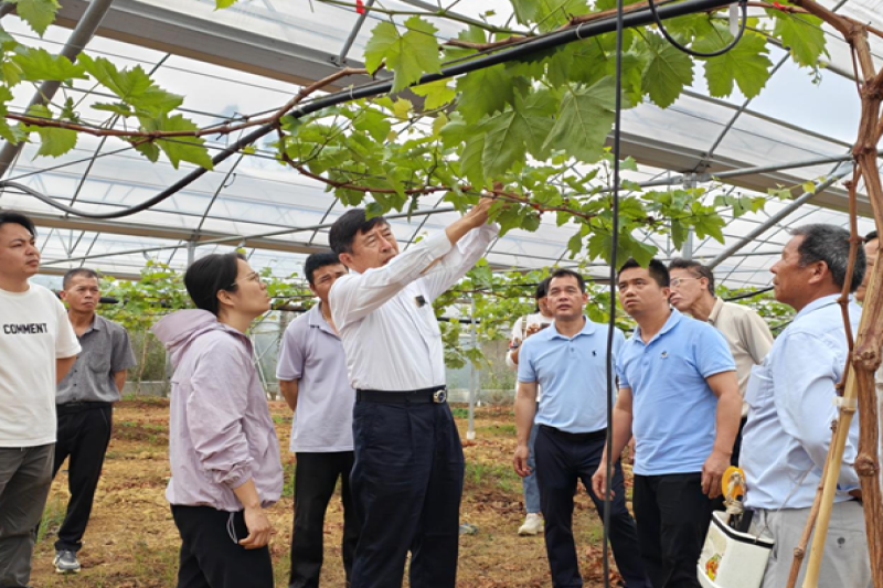 广西壮族自治区农科院科技人员到鹿寨指导葡萄春季生产