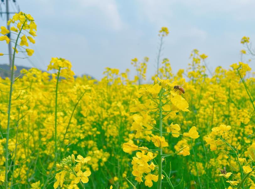 全国农技中心关于举办油菜、蔬菜登记品种展示评价现场观摩与优良品种推介活动的通知
