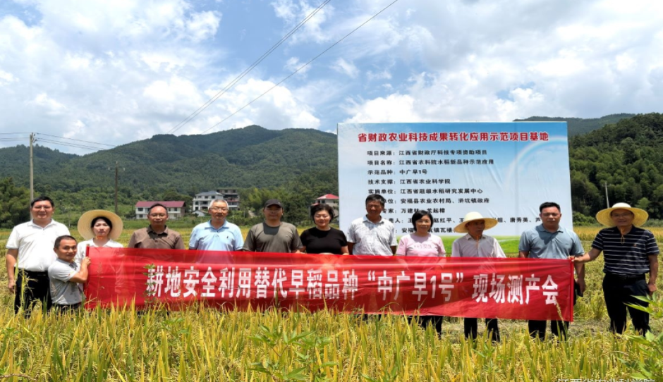 江西农科院院超级稻中心“中广早1号”现场测产会在安福召开
