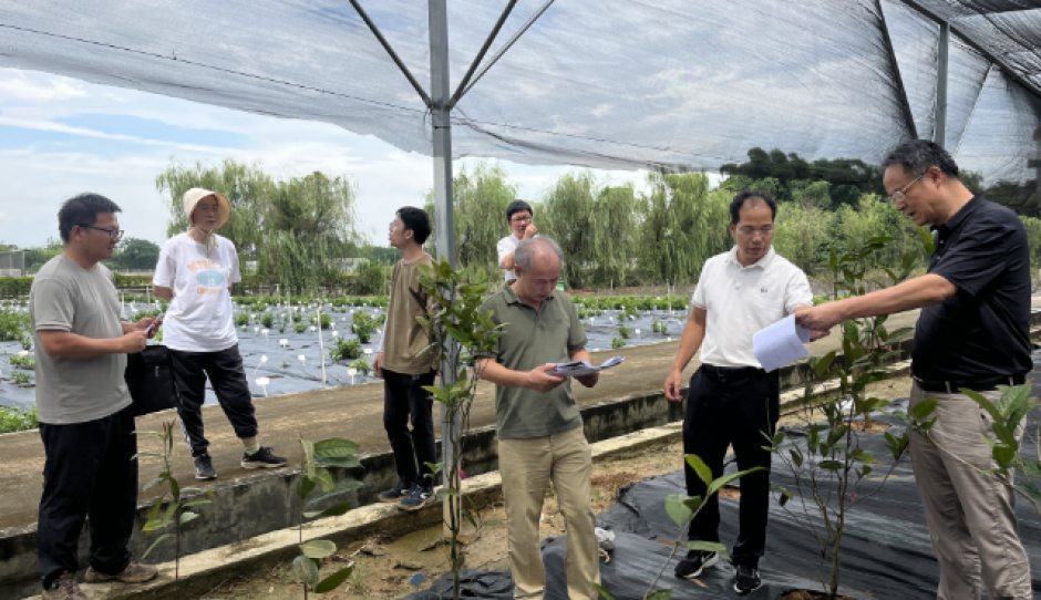 广西重点研发计划“耐热大花型金花茶新品种选育与繁育技术研究”项目通过现场查定和中期检查