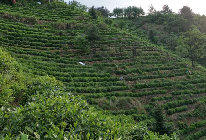 全国首个“三茶”统筹标准体系在福建发布