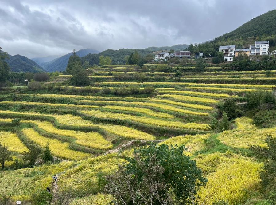 装备赋能全链条：保山开展咖啡产业机械化研发前期专项调研