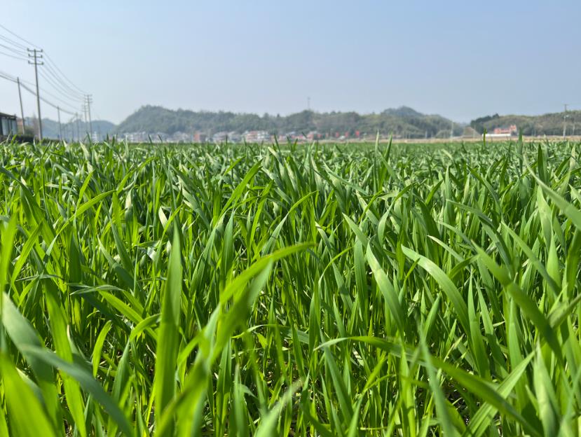 2026年粮食作物田杂草科学防控技术方案